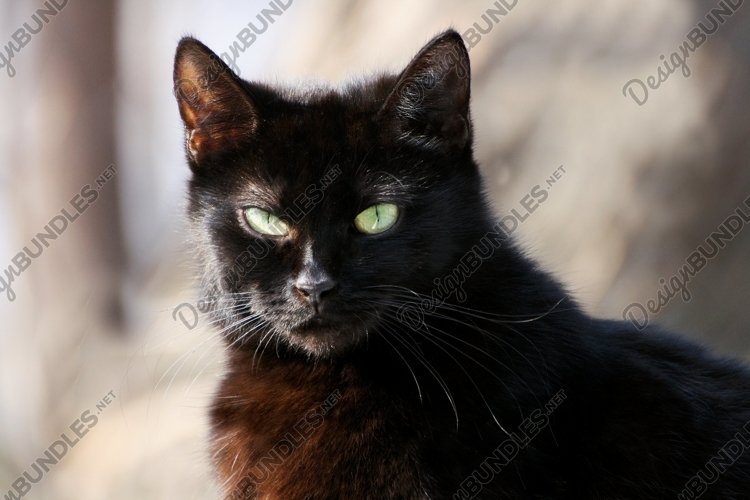 Pets Clipart Image 13