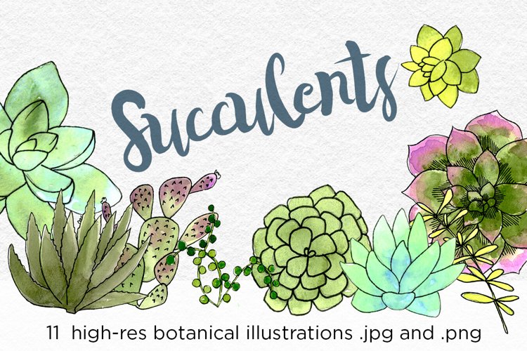 Watercolor Succulents and Cacti Illustrations example image 1