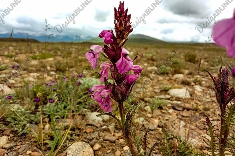 A closeup shot of Pedicularis flowers growing example image 1