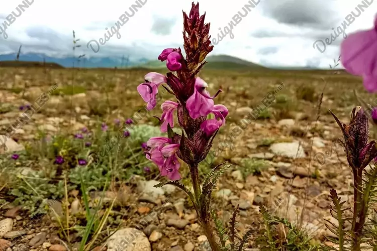 A closeup shot of Pedicularis flowers growing