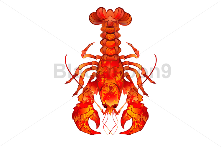 Red Boiled Lobster