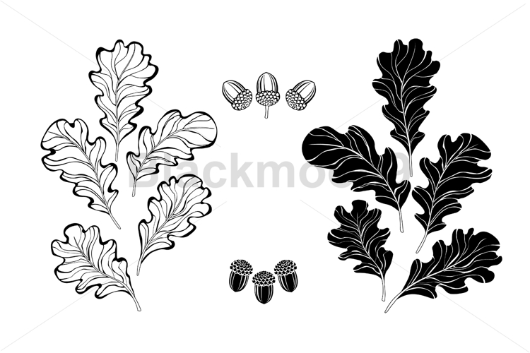 Monochrome oak leaves