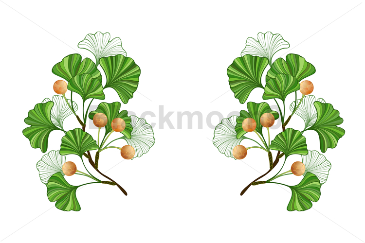 Frame of green ginkgo biloba branches