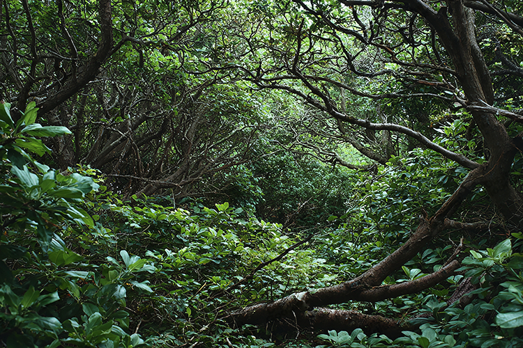 Dense Dark Forest Background Green Lush Foliage