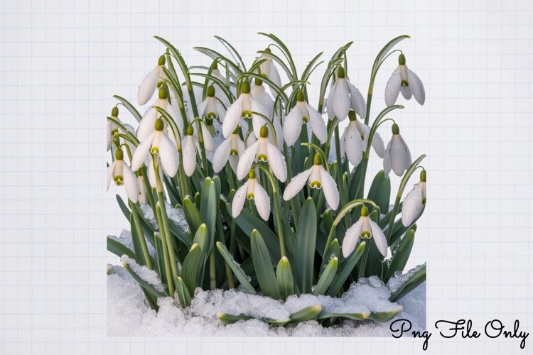 Snowdrops Clipart PNG