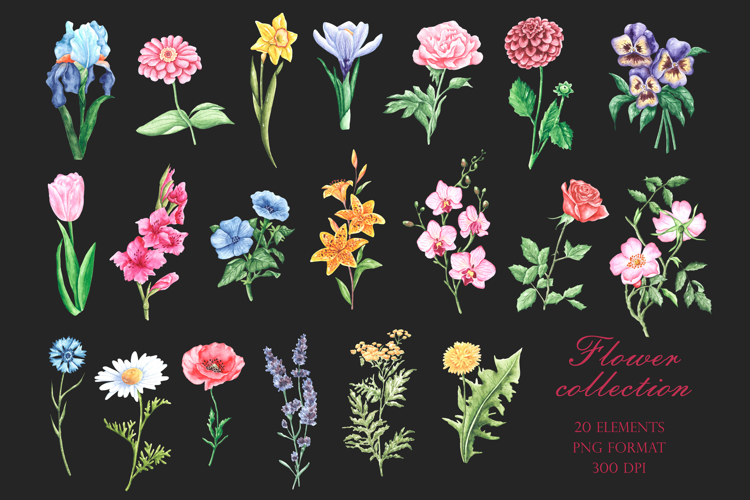 Blooming flowers watercolor clipart. Wildflowers