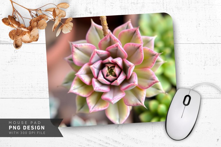Succulent Png Image 21