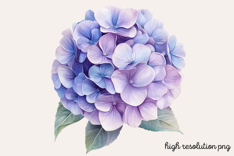 Hydrangea Png Image 11