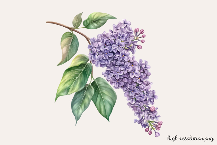 Lilac Illustration Image 3