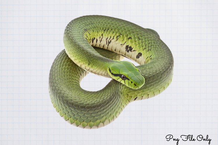 Bible Clipart Image 12