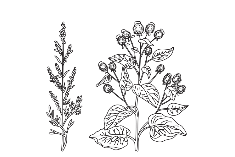 Plant Outline Image 16