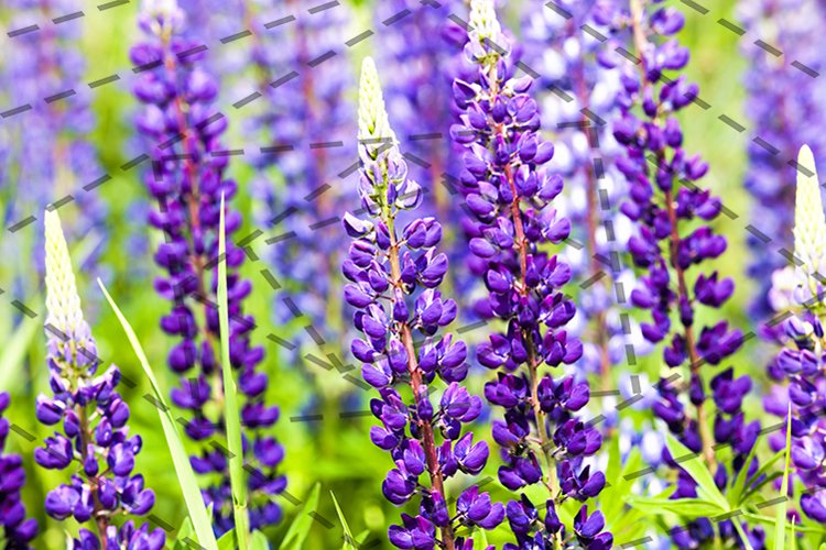 Violet Clipart Image 15