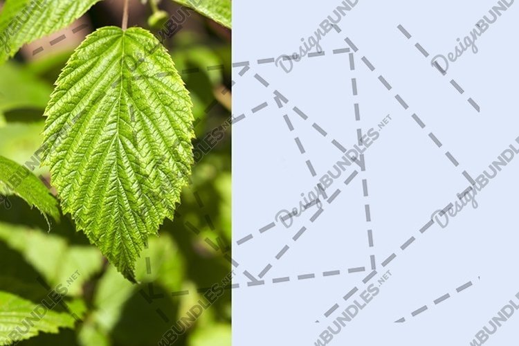 Green Nature Background Image 6