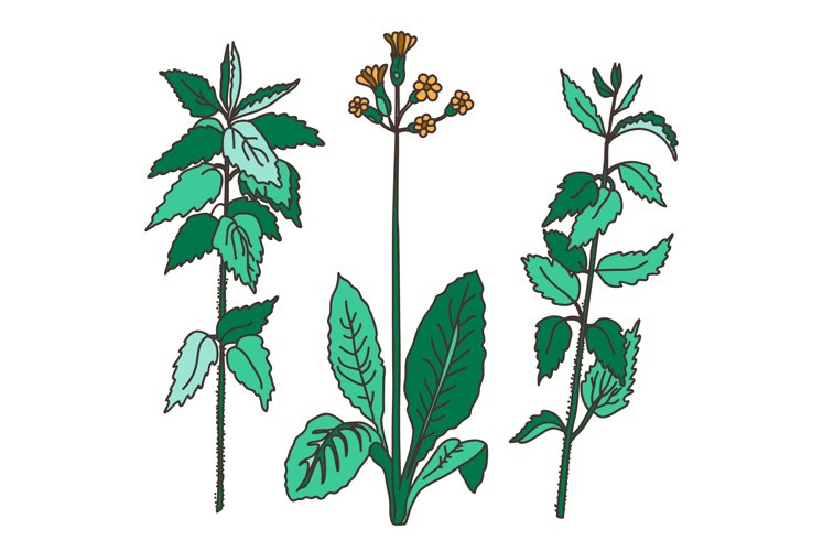 Greenery Clipart Image 3