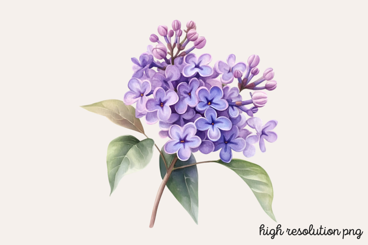 Lilac Illustration Image 5