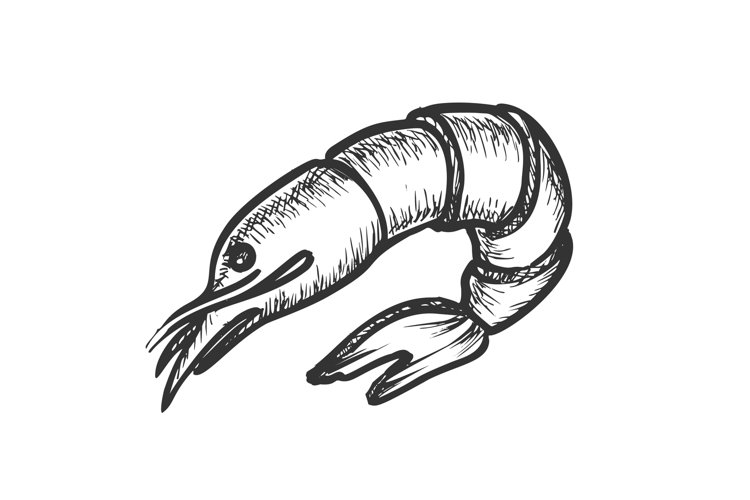 Shrimp Clipart Image 24