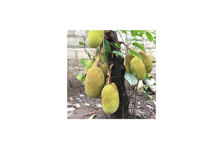 Unripe Jackfruit on Tree example image 1