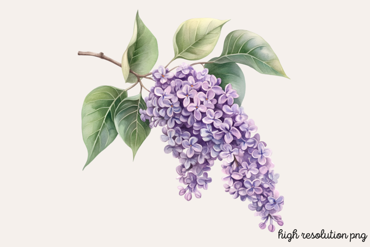 Lilac Illustration