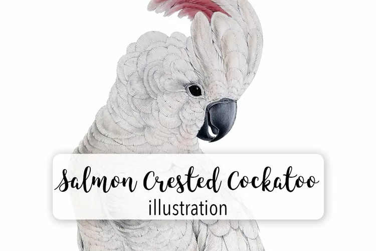 Birds - Vintage Salmon Crested Cockatoo