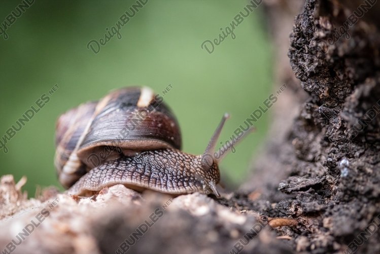 Snail photo, Snail crawling on wood closeup example image 1