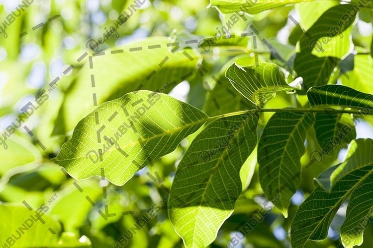 Garden Background Image 10