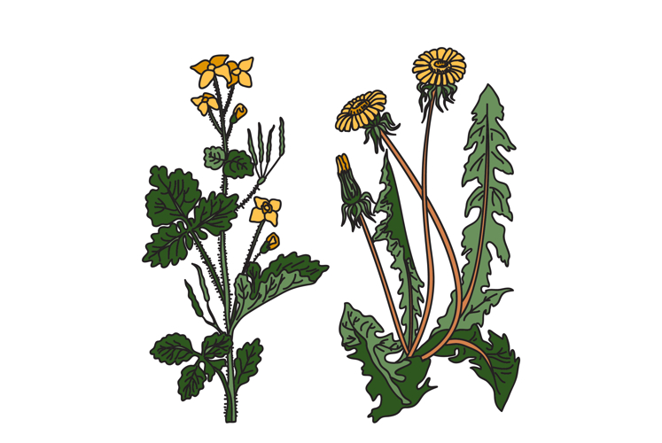 Dandelion Clipart Image 15