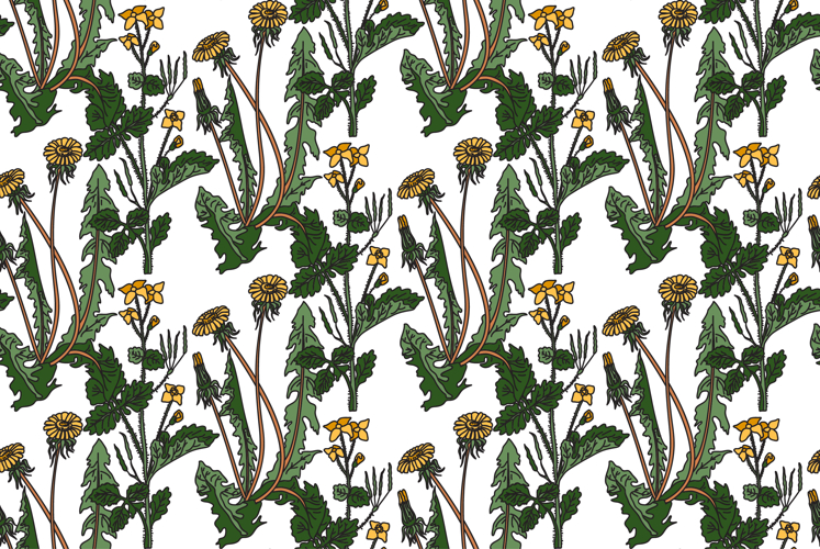 Dandelion Clipart Image 17