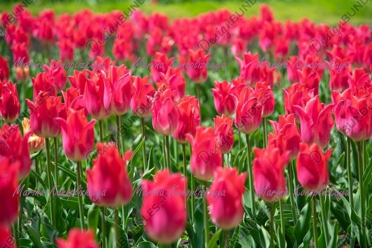 Garden Background Image 22