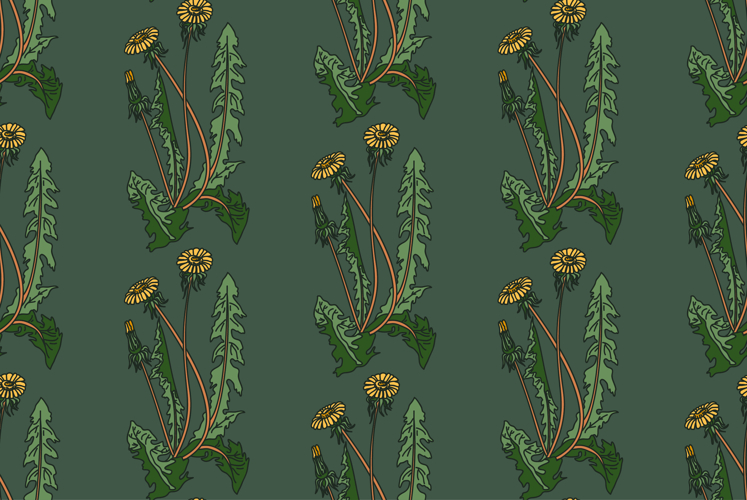 Dandelion Clipart Image 13