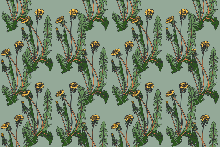 Dandelion Clipart Image 12