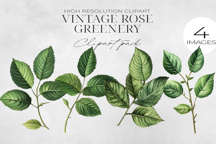 Pink Rose Png Image 23