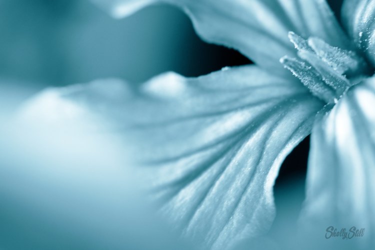 Close Up of a Blue Blossom Flower for Background example image 1