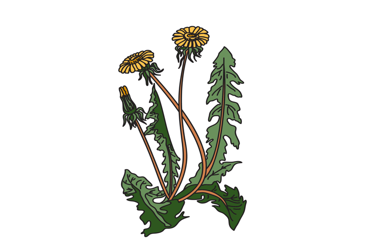 Dandelion Clipart Image 12