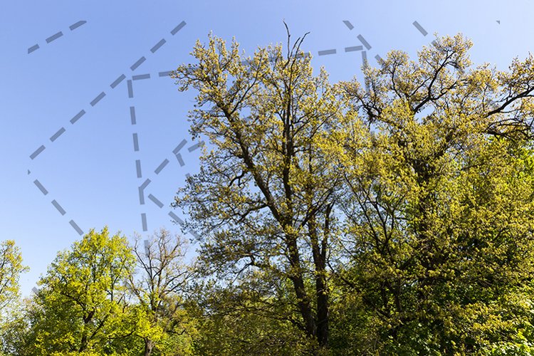 Wood Clipart Image 3