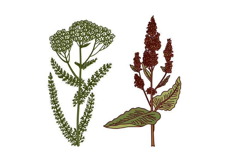 Wildflower Clipart Image 3