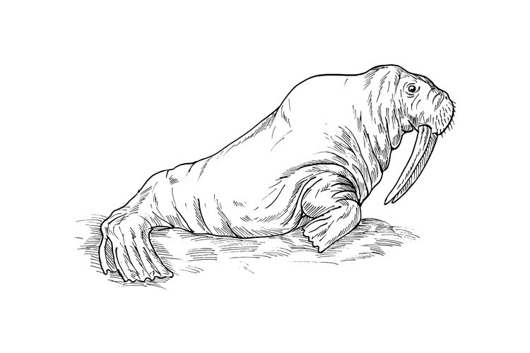 Black And White Animal Clipart Image 21