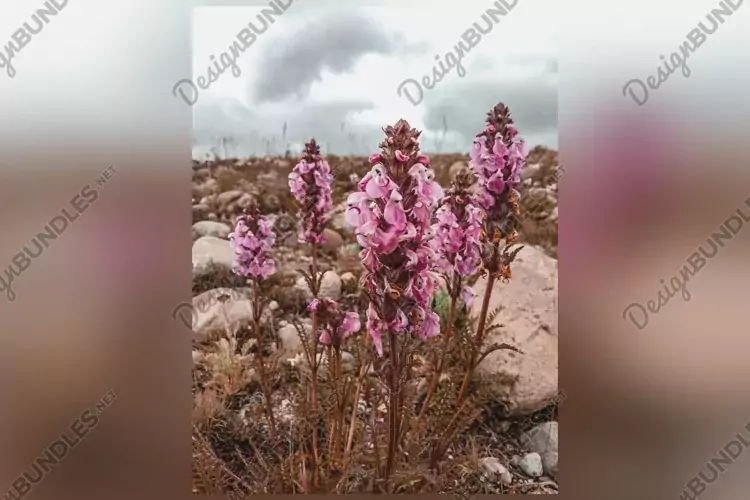 A vertical closeup shot of Pedicularis flowers growing