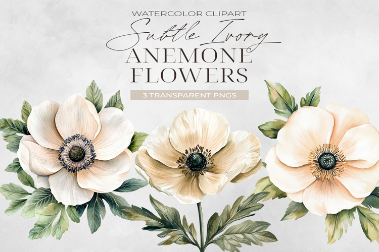 Ivory Anemone Flowers Clipart, Watercolor PNG