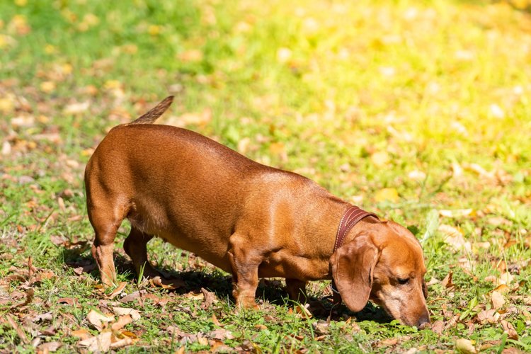 Puppy Clipart Image 20