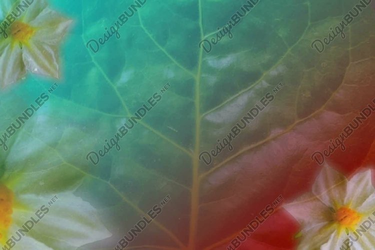 Banner Clipart Image 14