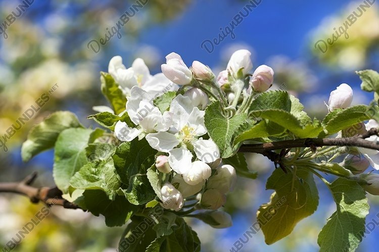 Spring Clipart Image 21