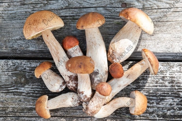 Mushroom Clipart Image 23
