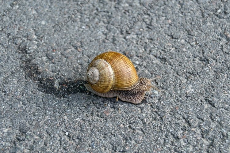 Snail Clipart Image 10