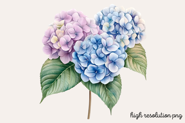 Hydrangea Png Image 22