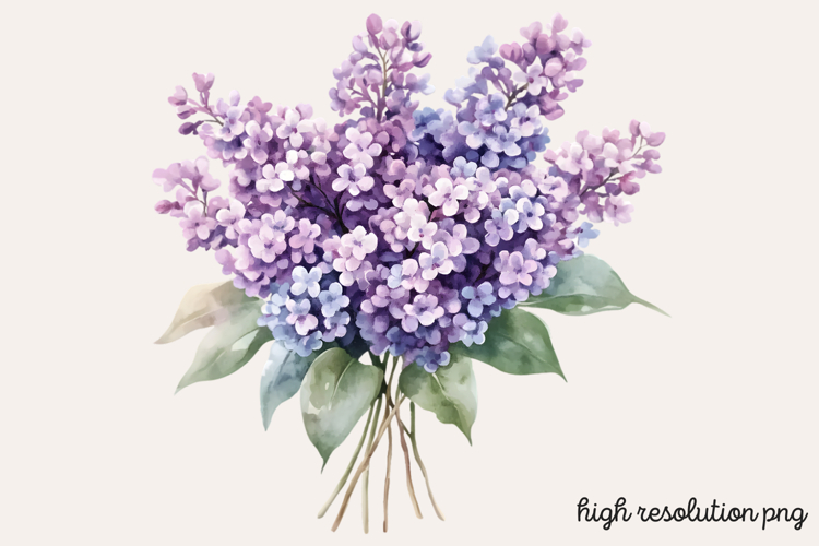 Lilac Illustration Image 20
