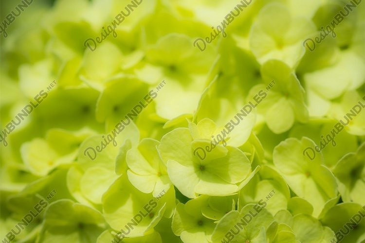 Stock Photo - Blooming viburnum buldenezh, white flowers