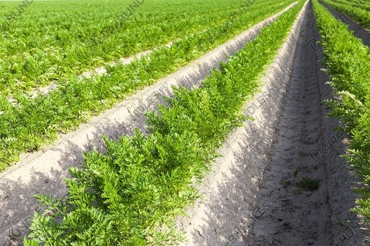 furrows in which carrots