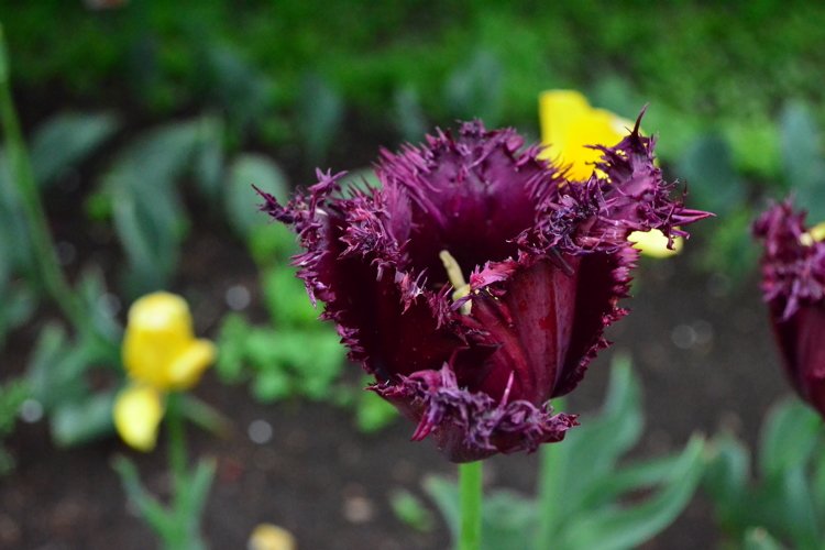 blooming flowers in the garden