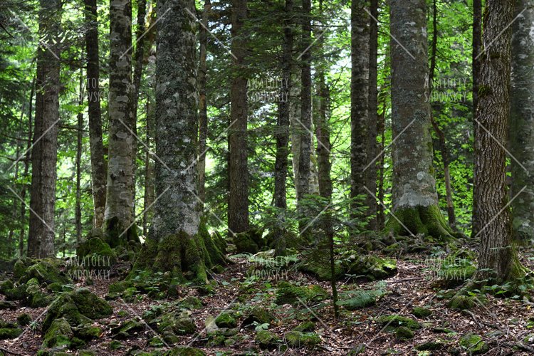Woodland Clipart Image 9