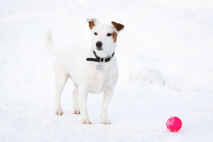 Puppy Clipart Image 3